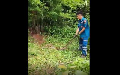 Bắt sống trăn khổng lồ dài 4,8 mét ẩn nấp trong bụi tre