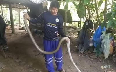Người đàn ông bắt sống rắn hổ mang chúa dài 3,6 mét trên mái nhà