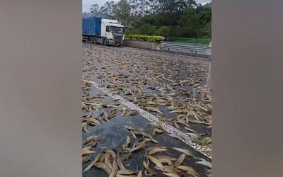 Lật xe tải, 2.000kg cá vương vãi khắp đường cao tốc
