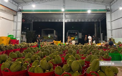 500.000 tấn sầu riêng vào vụ, Đắk Lắk chạy đua cấp “hộ chiếu” xuất khẩu