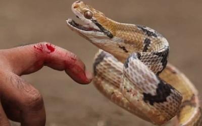 Đang ngủ cùng mẹ, 2 bé gái bị rắn cắn tử vong