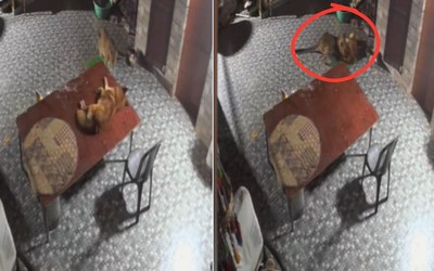 Báo đốm tấn công chó nhà trong đêm và cái kết bất ngờ