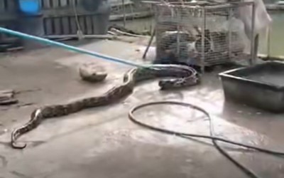 Nhìn xuống ao, người dân bắt gặp cảnh tượng nổi da gà