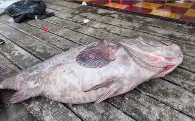 Ngư dân bắt được con cá mú khổng lồ nặng 175kg trên biển