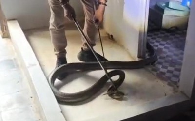 Bắt sống rắn hổ mang chúa dài 3,5 mét bò vào phòng tắm nhà dân