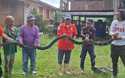 Bắt sống rắn hổ mang chúa khổng lồ nặng 20kg bò vào nhà dân