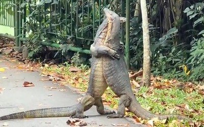 Dắt chó đi dạo, cô gái bắt gặp cảnh tượng nổi da gà trên đường