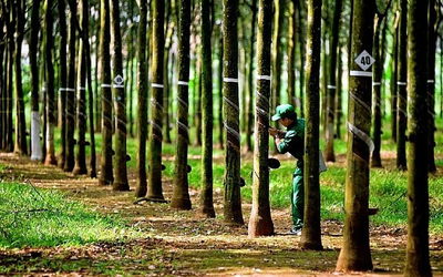 Cao su Phước Hòa hoàn tất phát hành gần 108,4 triệu cổ phiếu