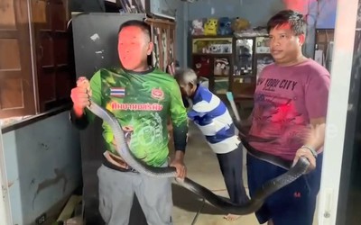 Bắt sống rắn hổ mang chúa dài 3,6 mét ẩn nấp sau tủ quần áo