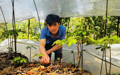Gian nan giữ "vàng xanh" giữa đại ngàn Quảng Ngãi