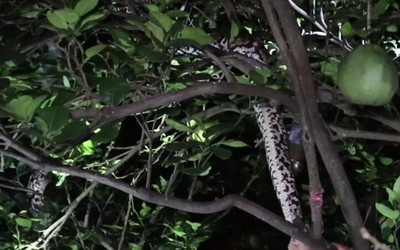 Nhìn lên cây bưởi, người đàn ông bắt gặp cảnh tượng nổi da gà