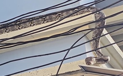 Bắt trăn khổng lồ dài 4,5 mét bò lên mái nhà dân