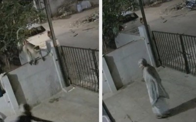 Cụ bà 91 tuổi qua đời sau khi bị khỉ tấn công tại nhà
