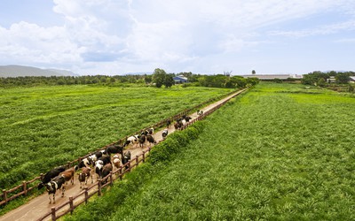 50 năm Vinamilk: Khi “đạt chuẩn” chưa phải là điểm dừng