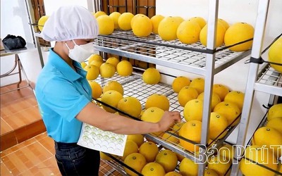 Nông nghiệp Phú Thọ: Chuyển đổi công nghệ, nâng tầm giá trị sản phẩm địa phương