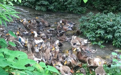 An sinh làm nền tảng: Phú Thọ nâng cao chất lượng đời sống người dân