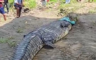 Người dân bắt sống con cá sấu khổng lồ dài 7 mét trên sông