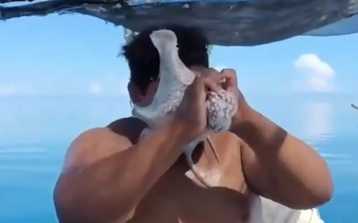 Ngư dân bất ngờ bị bạch tuộc tấn công trên biển