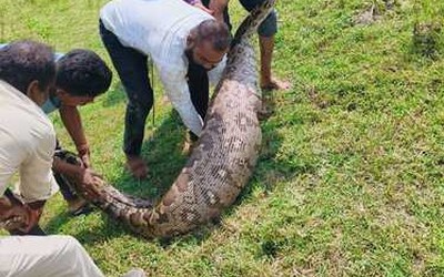 Bắt sống trăn khổng lồ dài 3,6 mét, nặng hơn 95 kg