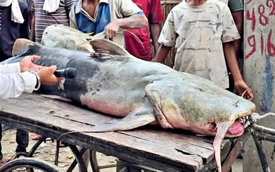 Người dân bắt được con cá khổng lồ nặng 90kg trên sông