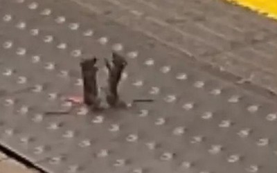 2 con chuột lao vào đánh nhau dữ dội ở tàu điện ngầm