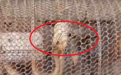 Đặt bẫy bắt chuột, sáng ra cả nhà "đứng hình" vì thứ đáng sợ bên trong