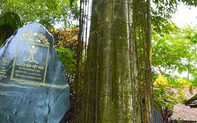Phát huy di sản “cây trầm tổ” hơn 500 năm tuổi được bảo vệ như báu vật ở Hà Tĩnh