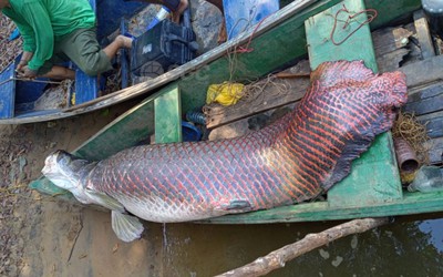 Ngư dân bắt được con cá hải tượng long dài 2,44 mét, nặng 120kg trên sông