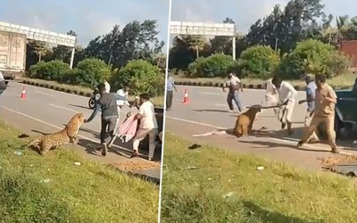 Báo dữ vồ ngã nhân viên kiểm lâm trên đường cao tốc