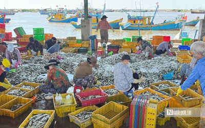Ngư dân trúng "lộc biển", cảng cá Phú Hải nhộn nhịp khi tàu cập bến