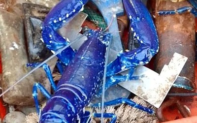Hai cha con bắt được con tôm hùm có màu xanh cực hiếm