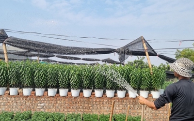 Nhà vườn tại “thủ phủ” hoa Tết lớn nhất miền Bắc đếm ngược ngày thu tiền