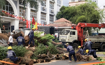 Cây xanh bật gốc đè nhiều người trước cổng trường ở TP.HCM