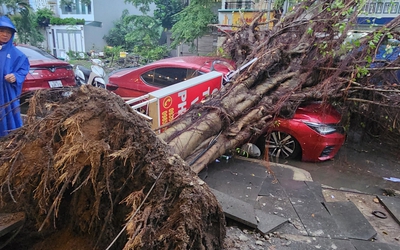 Cây bật gốc đè bẹp ô tô ở TP.HCM