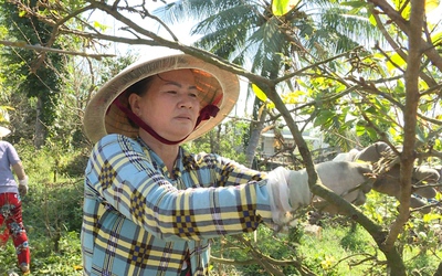 Thu nhập tiền triệu nhờ “nghề” lặt lá mai vàng dịp cận Tết