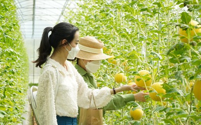 Vĩnh Long: Dưa hấu vàng ruột đỏ chưng tết hút hàng