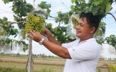 Triển khai mô hình trồng nho ăn tươi an toàn đầu tiên tại Trà Vinh