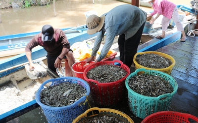 Ngư dân trúng đậm cá linh mùa lũ, thu nhập hàng triệu mỗi ngày