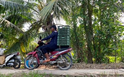 Vĩnh Long: Cảnh giác nạn trộm cắp hoành hành vào mùa thu hoạch cam