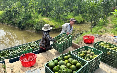 ĐBSCL chủ động ứng phó hạn mặn, thích ứng sản xuất