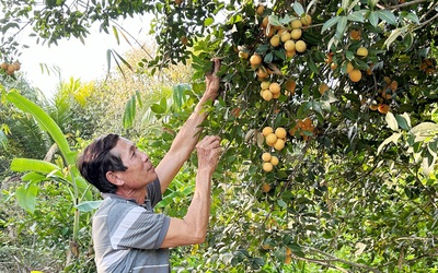 Thanh trà ĐBSCL mất mùa do thời tiết, giá bán cao