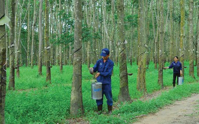 Tập đoàn Cao su tiết lộ phương án cổ phần hóa