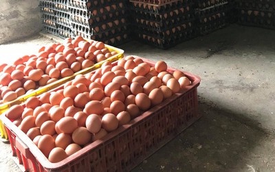 Trứng gà rớt giá thảm hại, nông dân lỗ chục triệu một ngày
