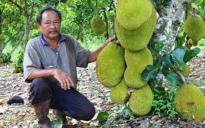 "Nhờ" thương lái Trung Quốc, vảy cá thành hàng "hot", mực tồn hàng ngàn tấn