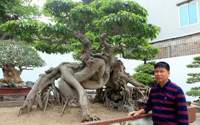 Chiêm ngưỡng cây sanh "ngọa hổ tàng long" 30 tỷ đồng của đại gia Toàn đôla ở Phú Thọ