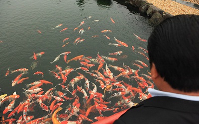 Chơi cây cảnh tiền tỷ chưa đã, đại gia nổi danh Thái Nguyên mua hẳn đá quý làm hồ cá Koi