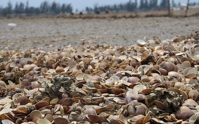 Hà Tĩnh: Đang xác định nguyên nhân sò chết trắng đầm, bãi