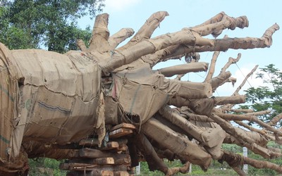 Bộ GTVT chỉ đạo nóng vụ xe chở cây xanh "khủng" qua mặt CSGT