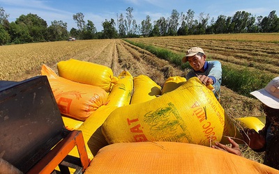 Bộ Công Thương thành lập Đoàn kiểm tra liên ngành về xuất khẩu gạo