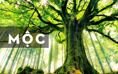 Mệnh Mộc rước lộc vào nhà với 5 loại cây phong thủy